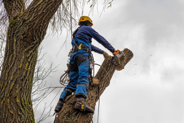 Reliable Camp Barrett, VA Tree Service Solutions